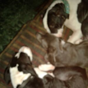 Meet your Posher, Larry